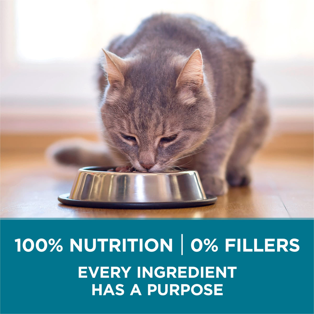 Dry Cat Food Chicken 7 lb Bag O1323