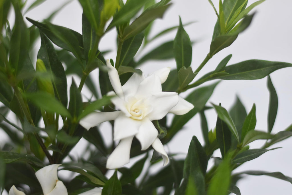 Frostproof Gardenia 1 Gallon T73206