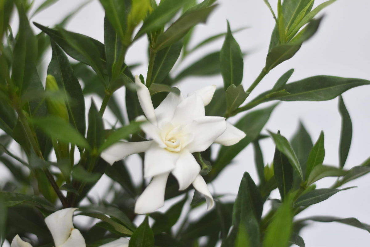 Frostproof Gardenia 1 Gallon T73206