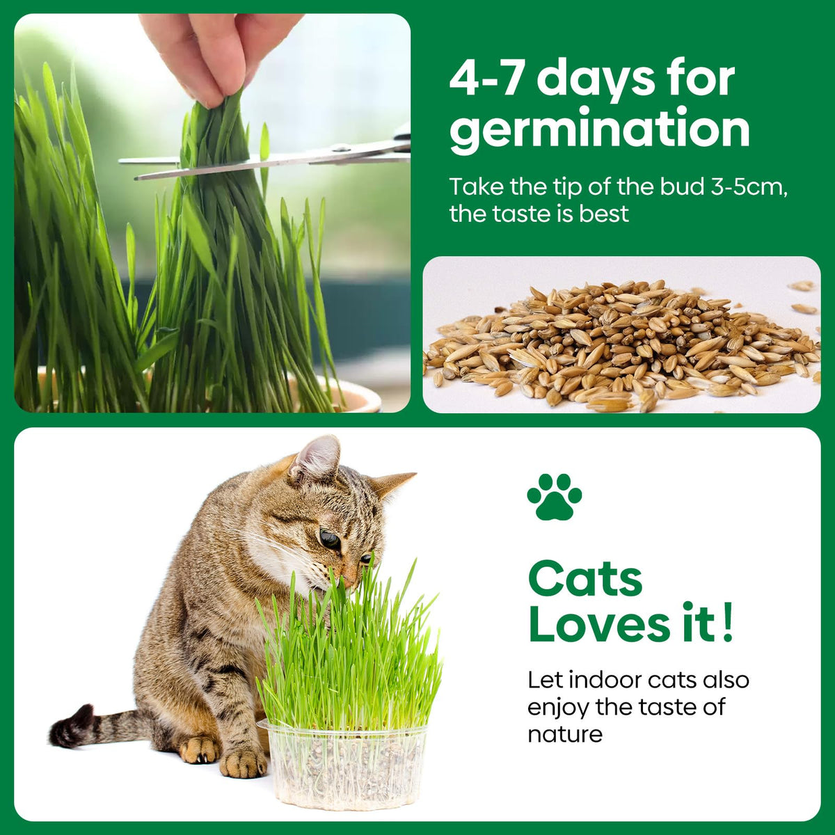 Cat Grass Seeds Bulk 1LB Non-GMO Heirloom Barley Oats Wheat Rye U166
