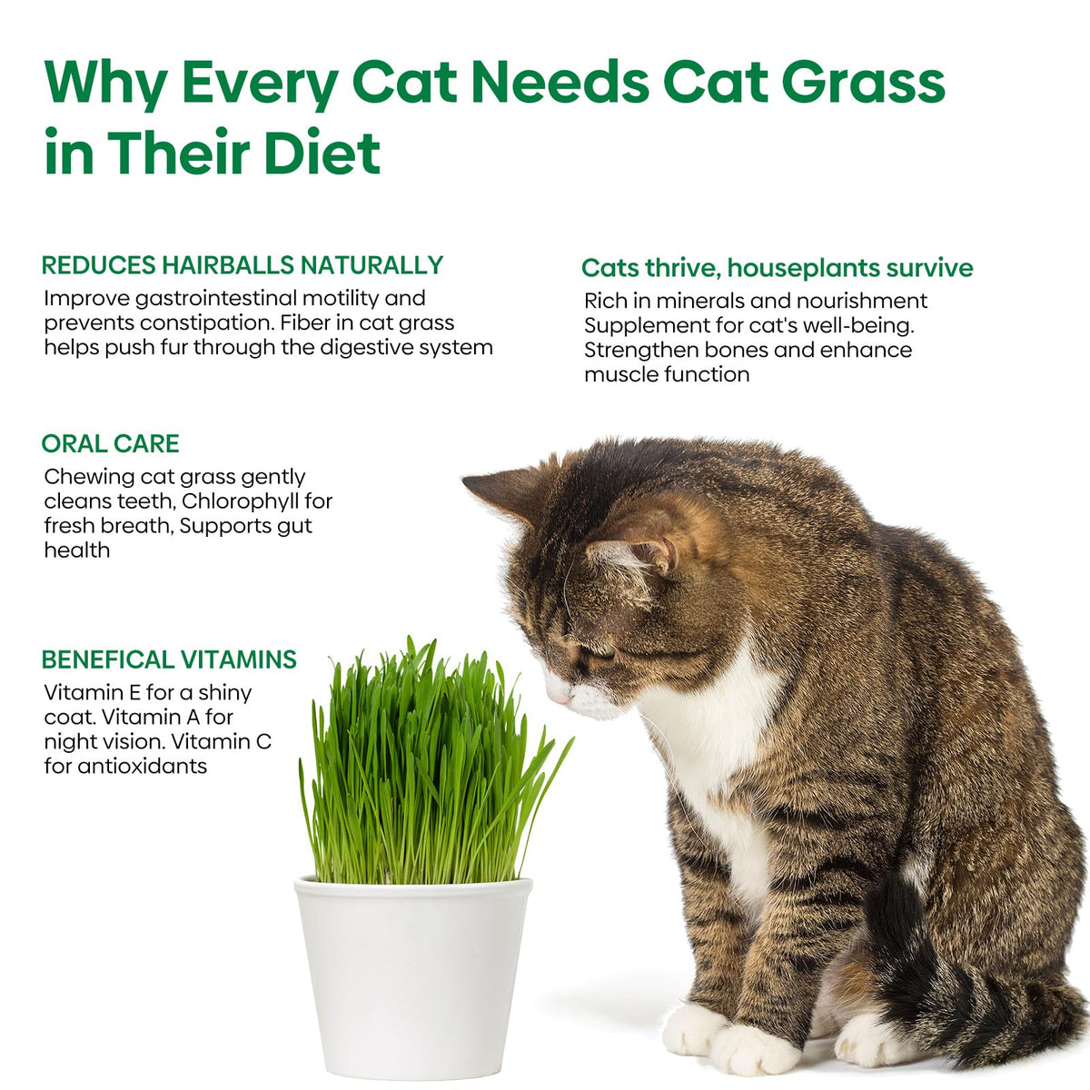 Cat Grass Seeds Bulk 1LB Non-GMO Heirloom Barley Oats Wheat Rye U166