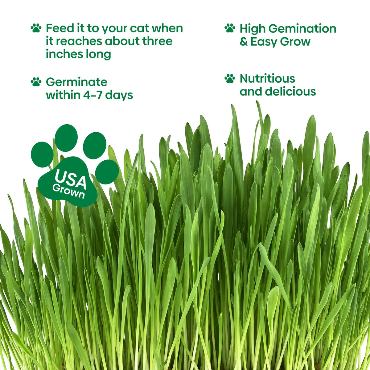 Cat Grass Seeds Bulk 1LB Non-GMO Heirloom Barley Oats Wheat Rye U166