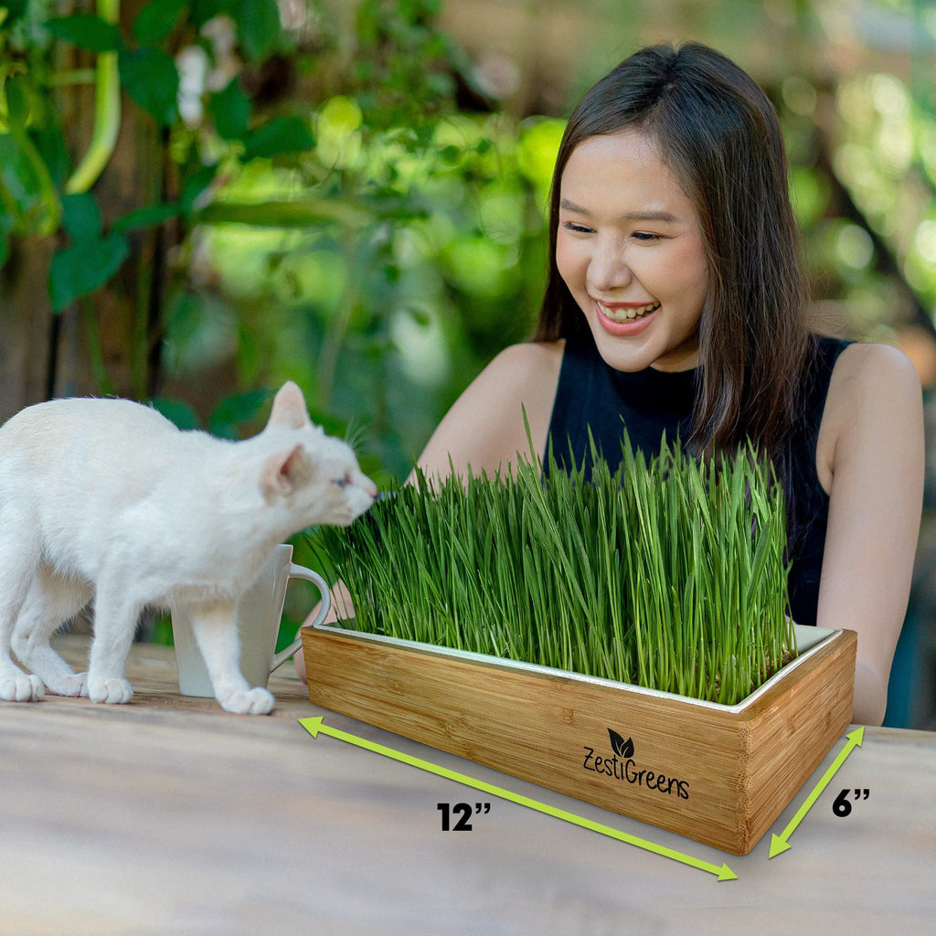Self-Watering Cat Grass Kit and Refills, 4 Mats and 4 Seed Packets Y886