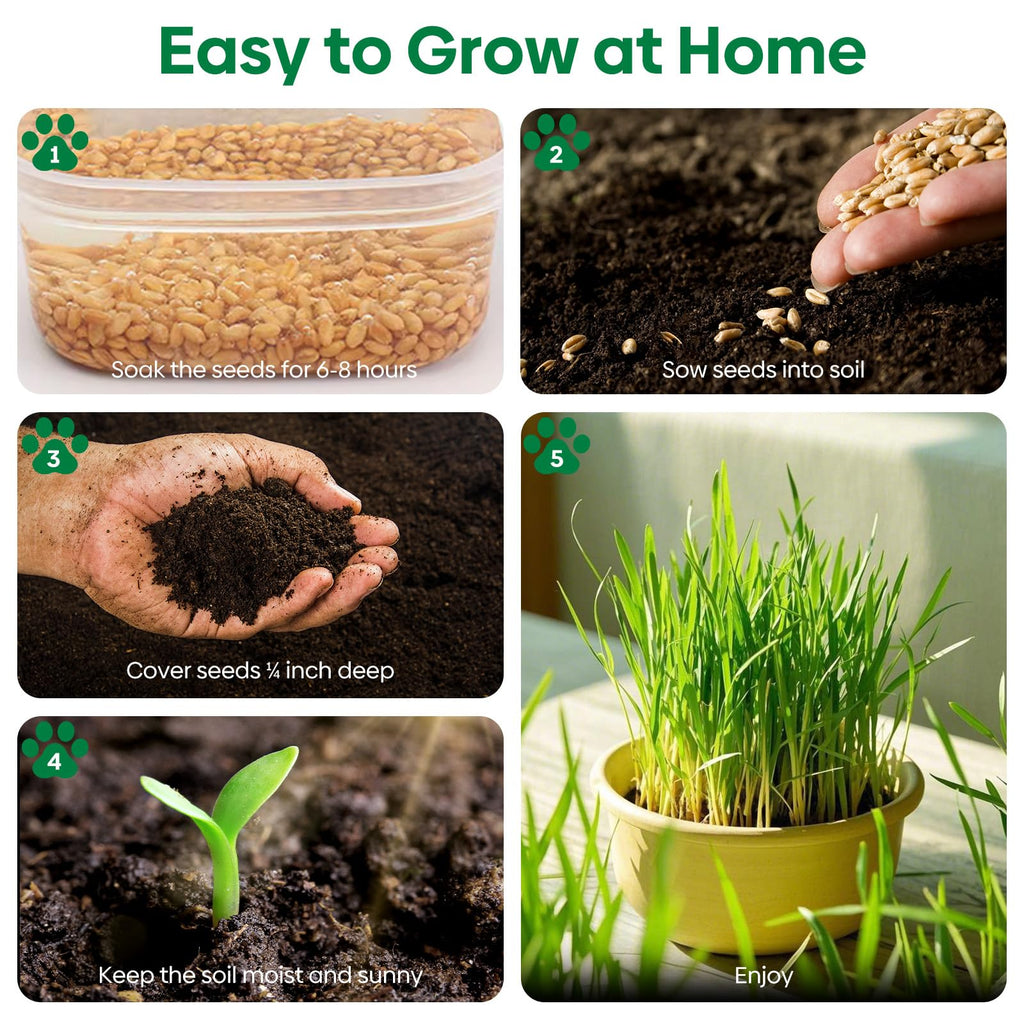 Cat Grass Seeds Bulk 1LB Non-GMO Heirloom Barley Oats Wheat Rye U166