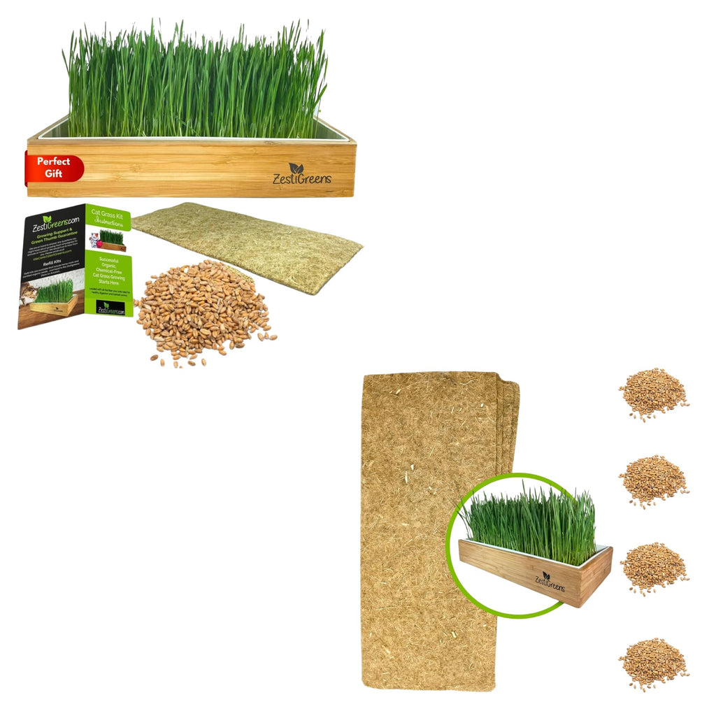 Self-Watering Cat Grass Kit and Refills, 4 Mats and 4 Seed Packets Y886