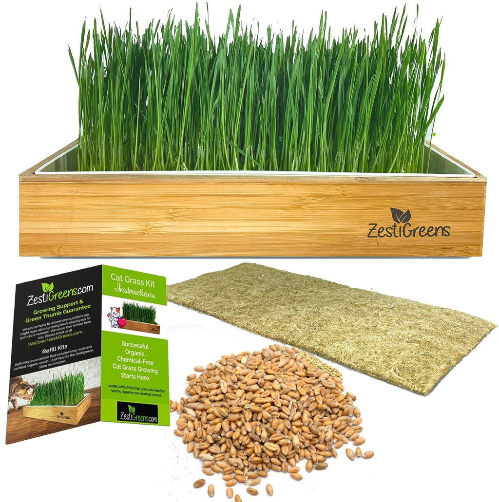 Self-Watering Cat Grass Kit and Refills, 4 Mats and 4 Seed Packets Y886