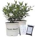 Frostproof Gardenia 1 Gallon T73206
