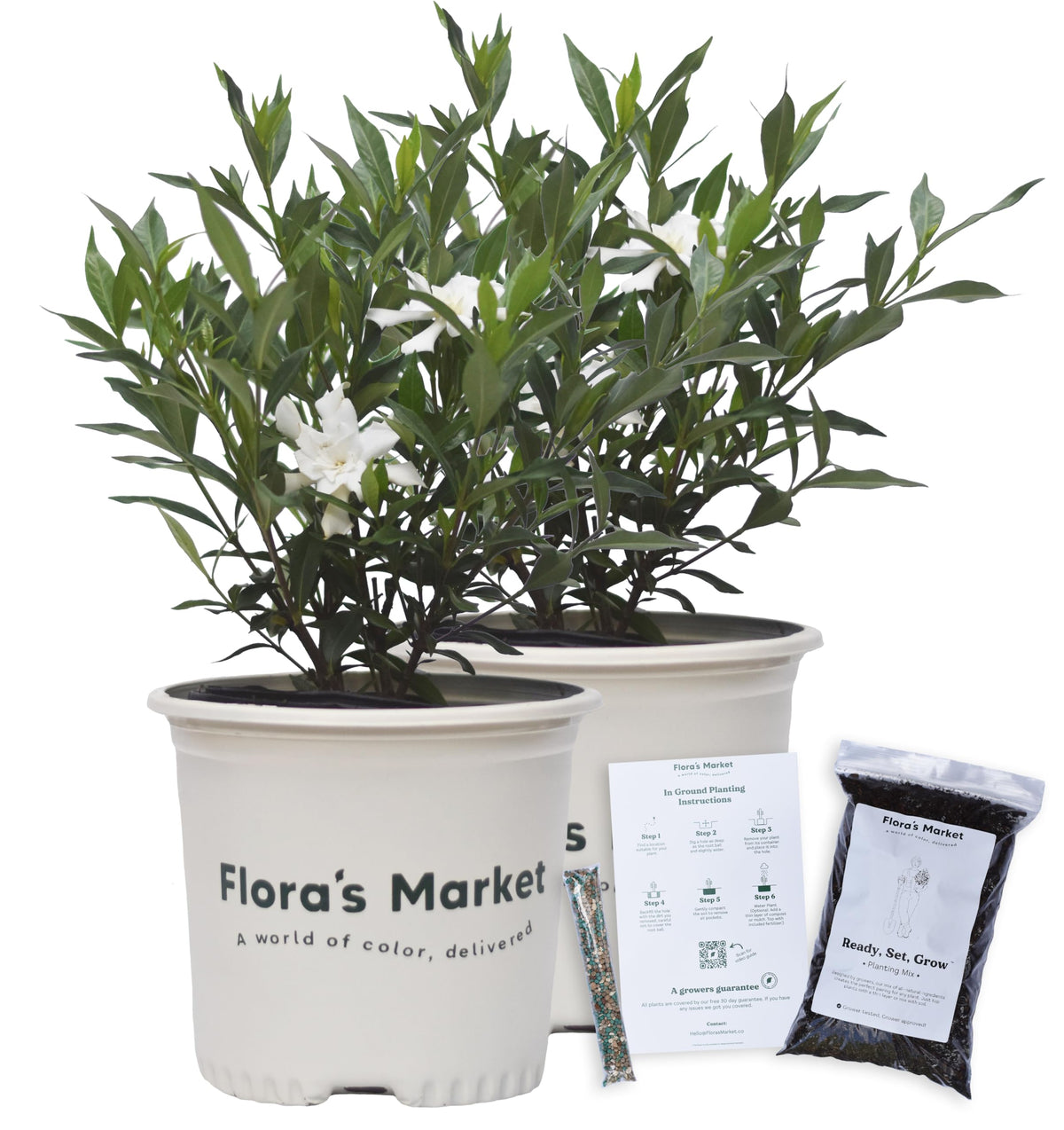 Frostproof Gardenia 1 Gallon T73206