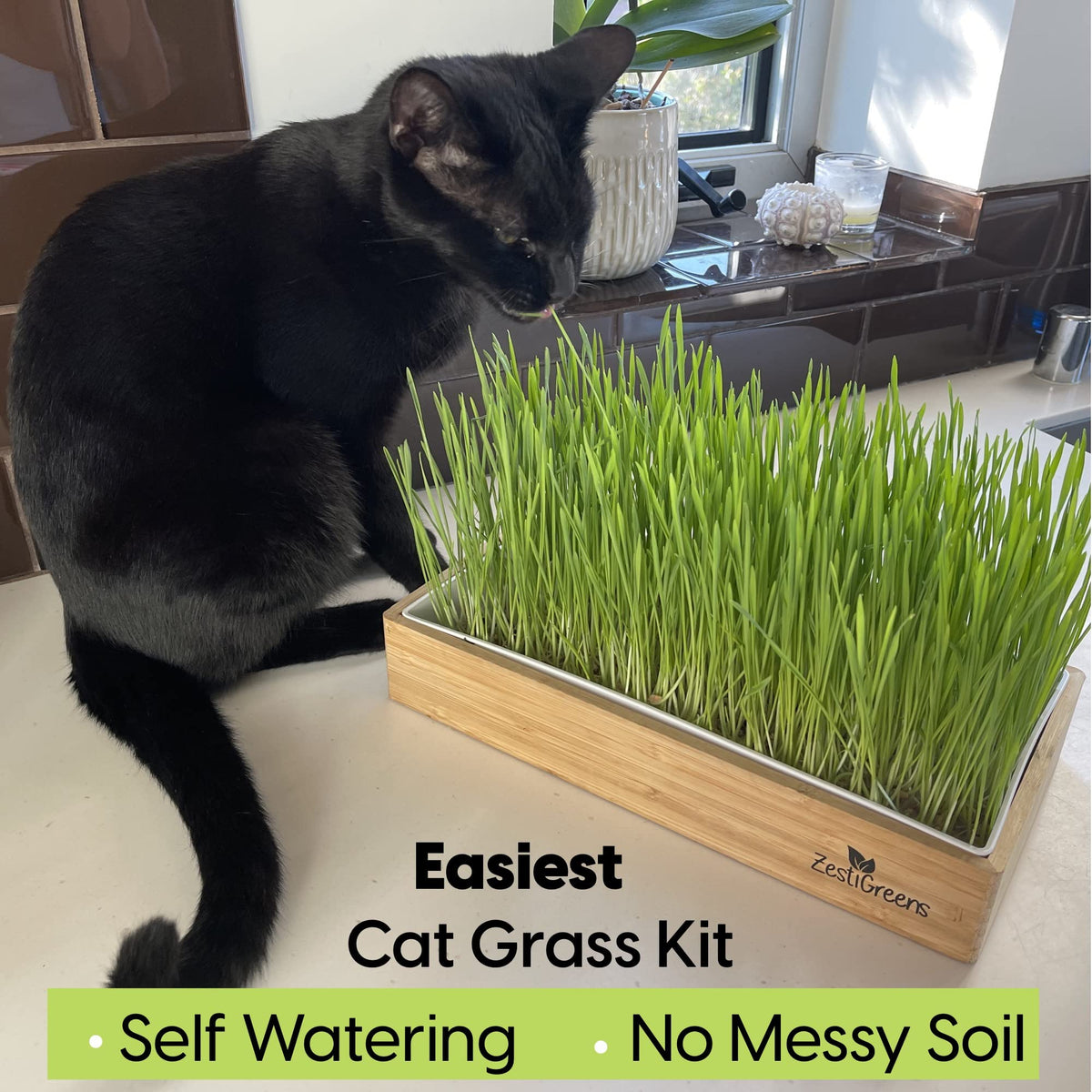Self-Watering Cat Grass Kit and Refills, 4 Mats and 4 Seed Packets Y886