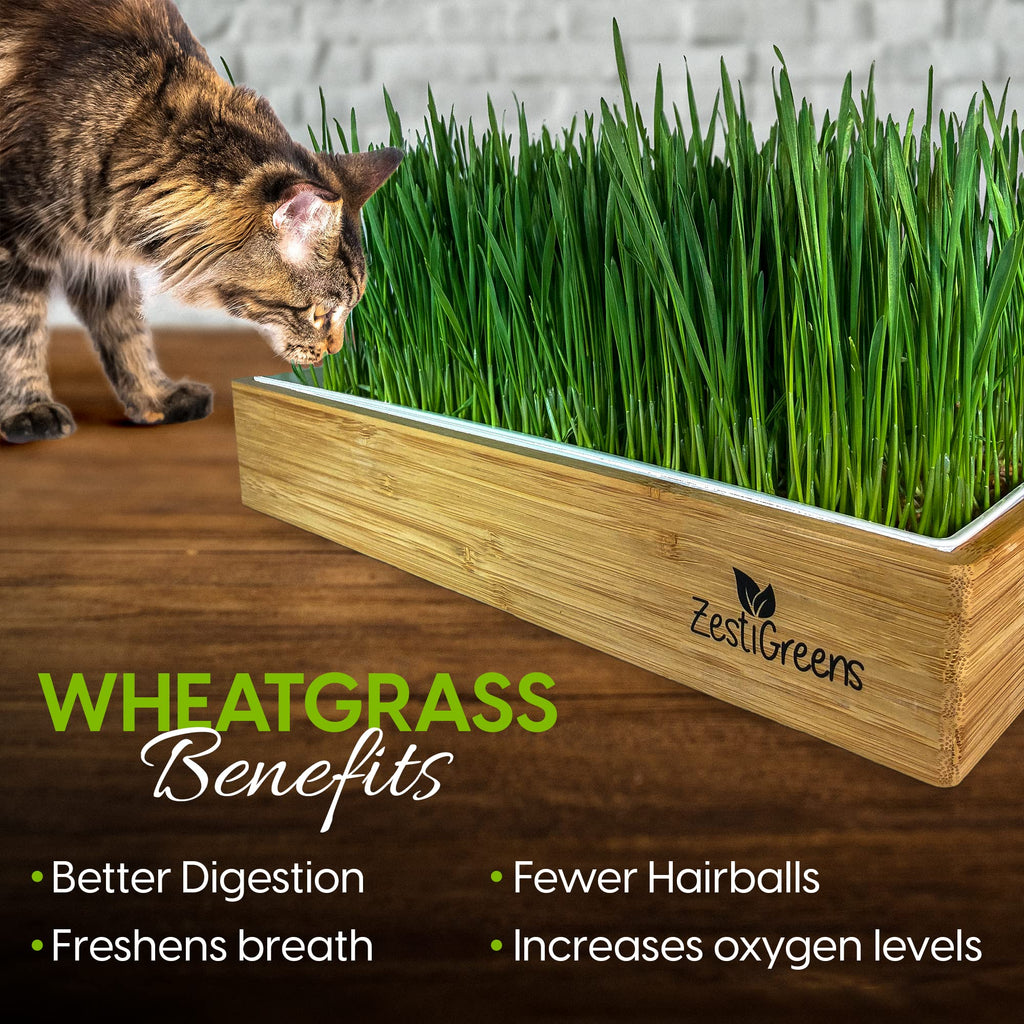 Self-Watering Cat Grass Kit and Refills, 4 Mats and 4 Seed Packets Y886